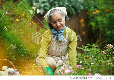 Senior gardening Senior gardening 33602784