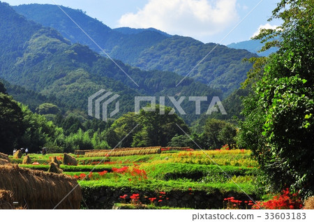 Rural landscape of Hyuga area in Isehara city where cluster amaryllis bloom Rural landscape of Hyuga area in Isehara city where cluster amaryllis bloom 33603183