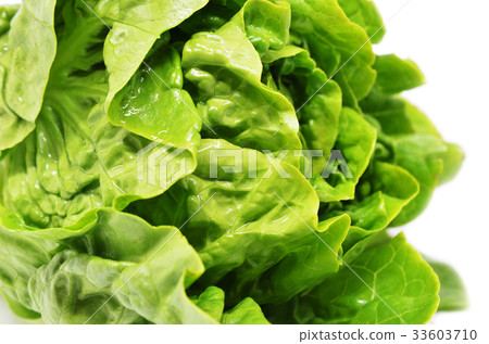 Green butter head lettuce Green butter head lettuce 33603710