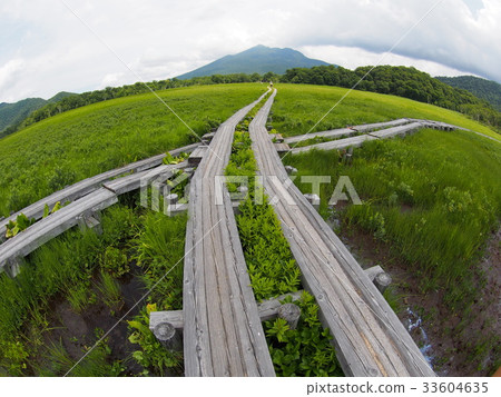 Summer Ozegahara 33604635