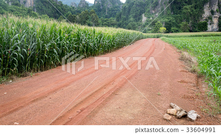 Gravel road with corn Gravel road with corn 33604991