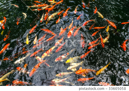 Fancy carp or Called Koi fish swimming in pond. 33605058