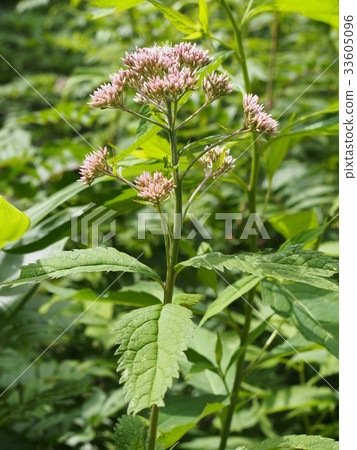 Red-footed oyster 33605096