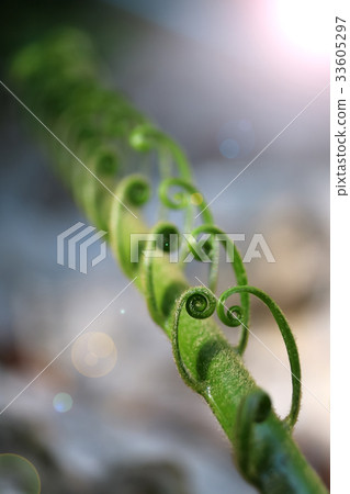 Beautiful Cycad green leaves in the garden Beautiful Cycad green leaves in the garden 33605297
