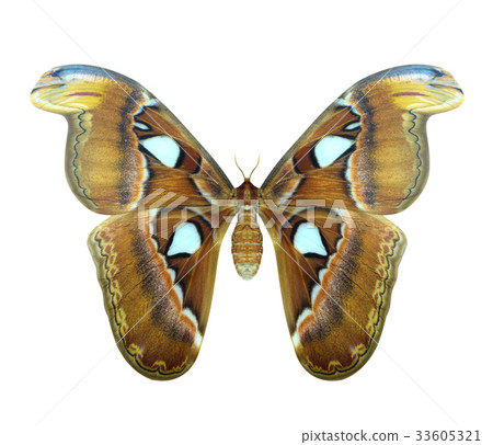 Atlas moth or Attacus atlas is a large butterfly Atlas moth or Attacus atlas is a large butterfly 33605321