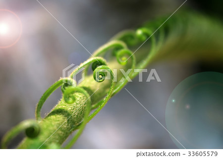 Beautiful Cycad green leaves in the garden 33605579