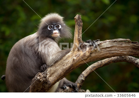 face of dusky leaf monkey in wilderness face of dusky leaf monkey in wilderness 33605646