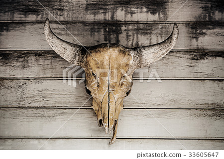 bull head skull hanging on wood wall bull head skull hanging on wood wall 33605647
