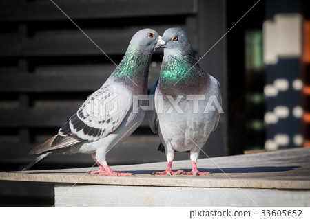 couples of homing pigeon breeding behavior 33605652