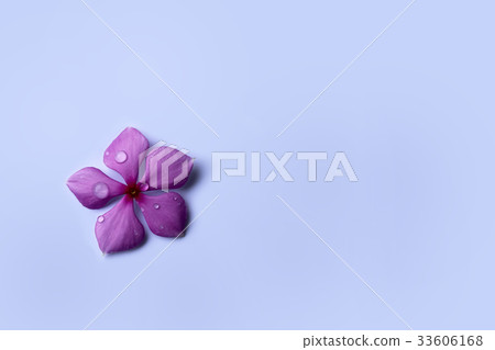 Beautiful flowers with rain drops Beautiful flowers with rain drops 33606168