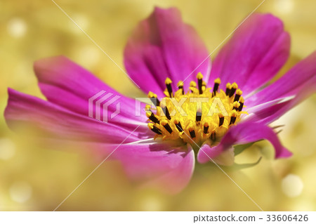 Pink flower yellow blurred background.Soft focus. 33606426