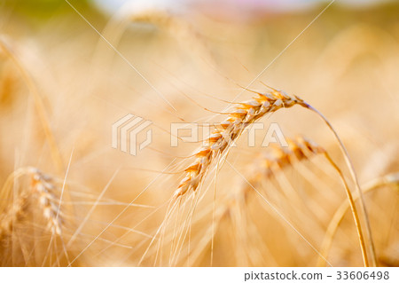 Picture of spikelets on blurred background 33606498