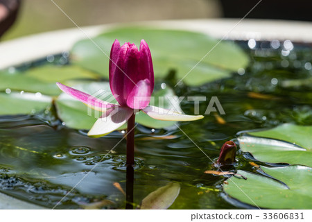 Water lily flower that has begun to bloom Water lily flower that has begun to bloom 33606831