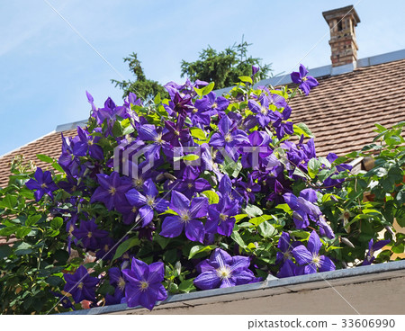 Purple flowers next to a house roof 33606990