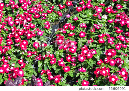 Little pink flowers for planting 33606991