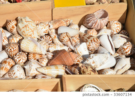 Shells in a box for sale 33607134