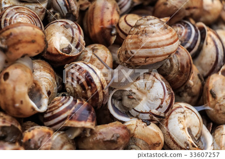 Edible snails on marketplace Edible snails on marketplace 33607257