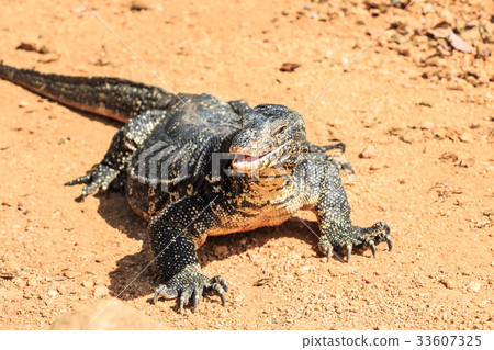 Water monitor lizard Water monitor lizard 33607325