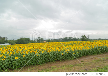 向日葵田 向日葵田 33607852