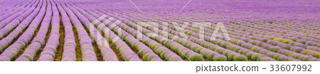 Rows of Lavender panorama background Rows of Lavender panorama background 33607992