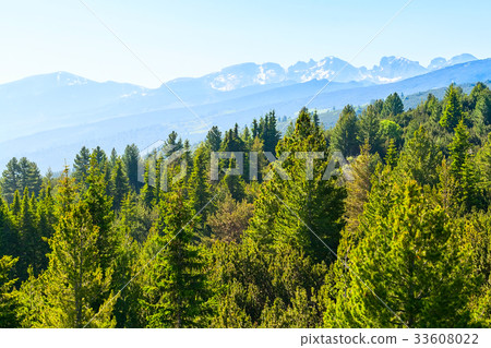 Spring pine trees, snow mountains, Rila, Bulgaria Spring pine trees, snow mountains, Rila, Bulgaria 33608022