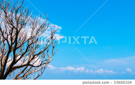 Tree branches against blue sky with clouds 33608104