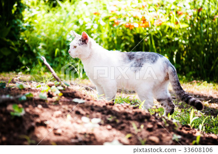 Street cat in Jogashima park, Miura, Japan 33608106