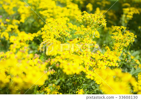 Jacobaea vulgaris plants. Jacobaea vulgaris plants. 33608130