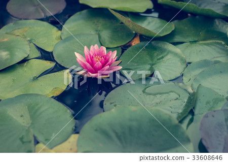 Pond scenery with pink water lilly Pond scenery with pink water lilly 33608646