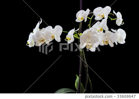 Beautiful white phalaenopsis orchid on black Beautiful white phalaenopsis orchid on black 33608647
