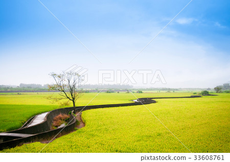 Rice field in Chihshang, Taitung, Taiwan. 33608761