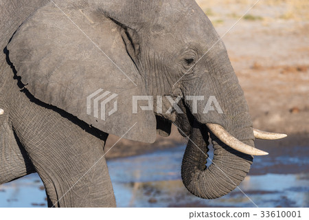 African Elephant drinking from waterhole African Elephant drinking from waterhole 33610001