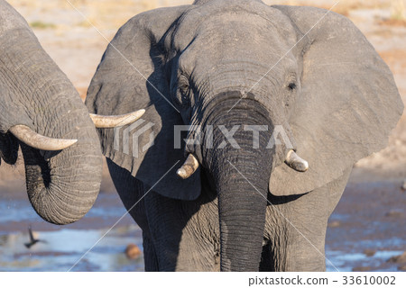 African Elephant drinking from waterhole African Elephant drinking from waterhole 33610002