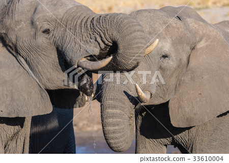 African Elephant drinking from waterhole African Elephant drinking from waterhole 33610004