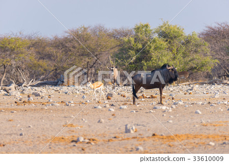 Blue Wildebeest walking in the bush Blue Wildebeest walking in the bush 33610009