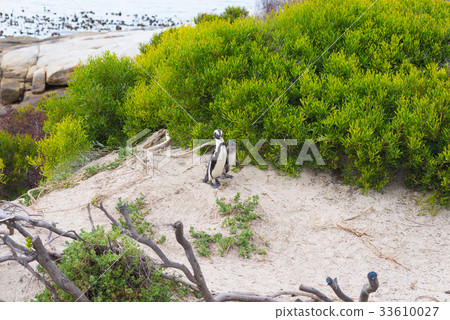 The African Penguin colony at Boulders Beach 33610027