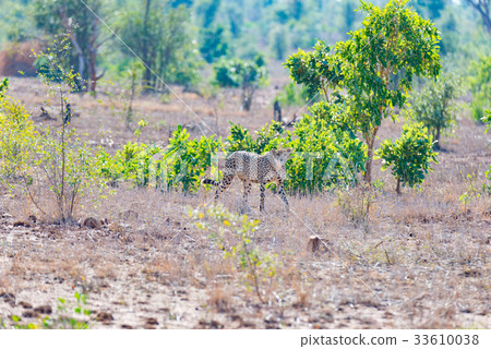 Cheetah in hunting position 33610038