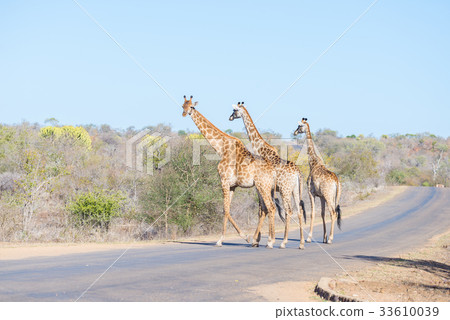 Family of three Giraffes crossing the road Family of three Giraffes crossing the road 33610039