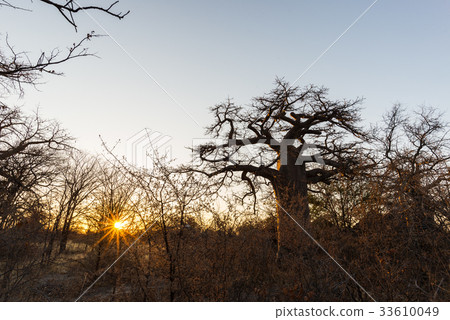 Huge Baobab plant in the african savannah 33610049