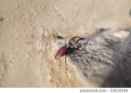 Beetle of lucanus lucanus cervus or stag Beetle of lucanus lucanus cervus or stag 33610386