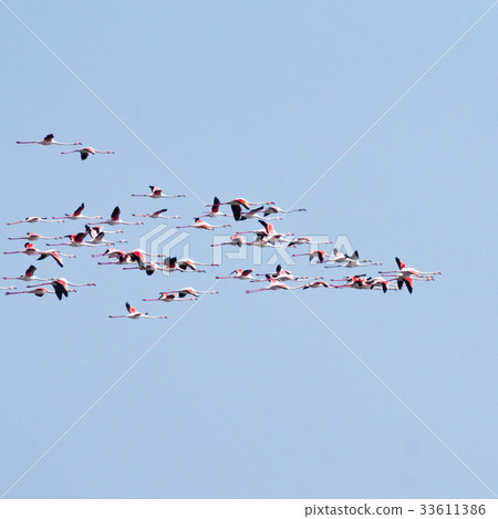 Flock of pink flamingos.Po river lagoon Flock of pink flamingos.Po river lagoon 33611386
