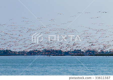 Flock of pink flamingos.Po river lagoon Flock of pink flamingos.Po river lagoon 33611387