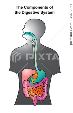 Digestive system. 33612064