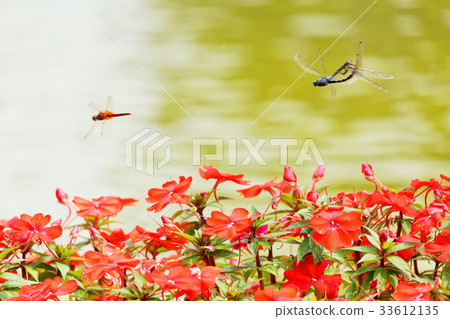 在紅色垂懸的青苔的紅色蜻蜓在上野公園噴泉正方形 33612135