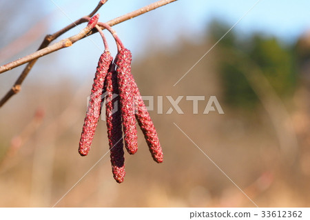 Hanoki (male inflorescence) 33612362