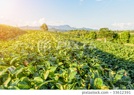 Green tea plantation 33612391