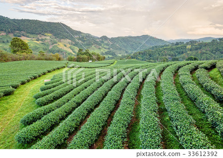 Landscape of green tea plantation 33612392