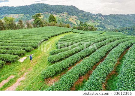 Tourist women on green tea plantation 33612396