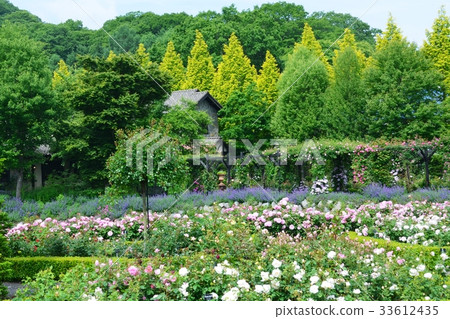 Fresh green Karuizawa lake garden 33612435