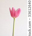 Flowers 33612640
